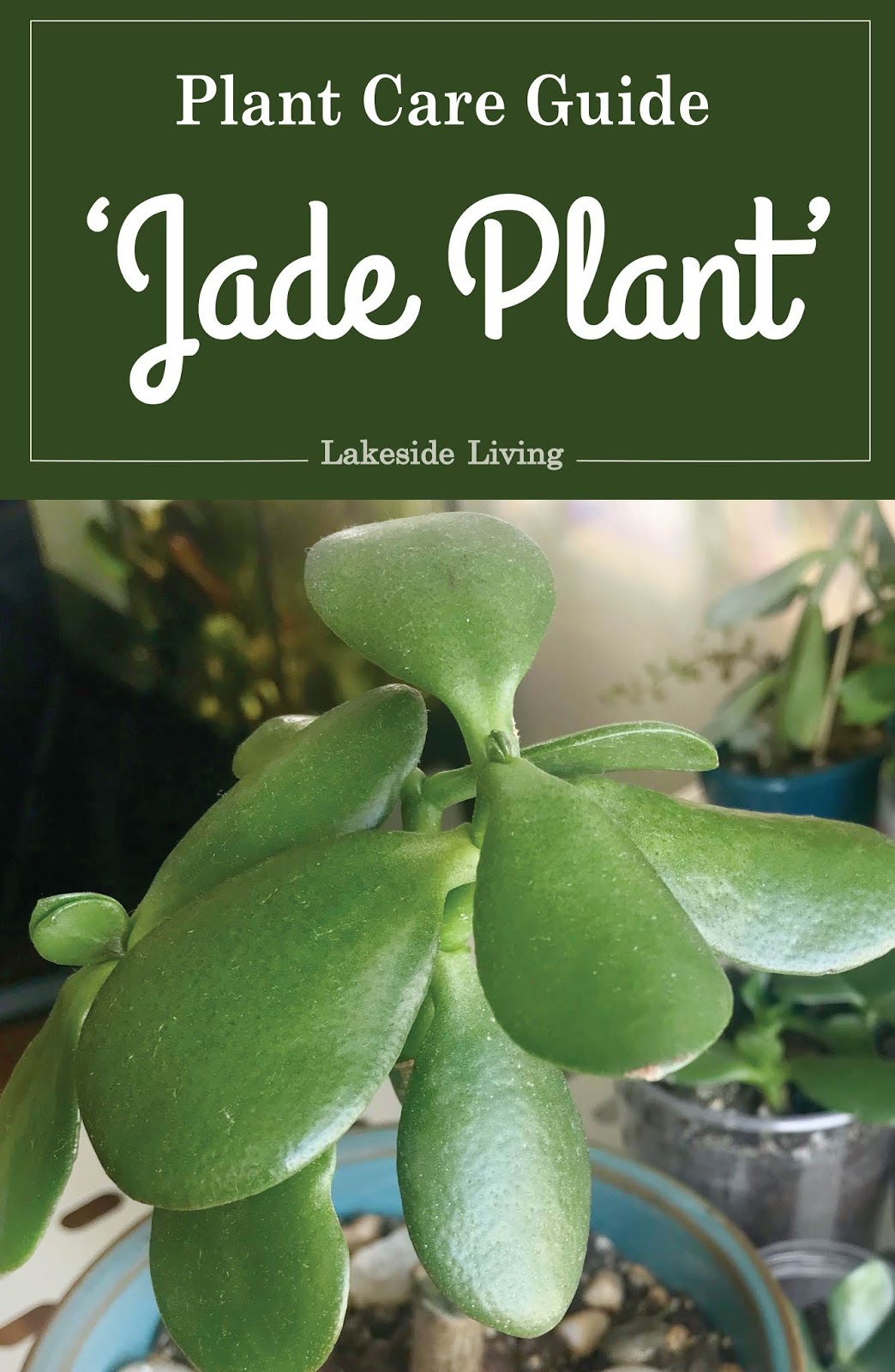 How to Grow and Propagate Jade Plant