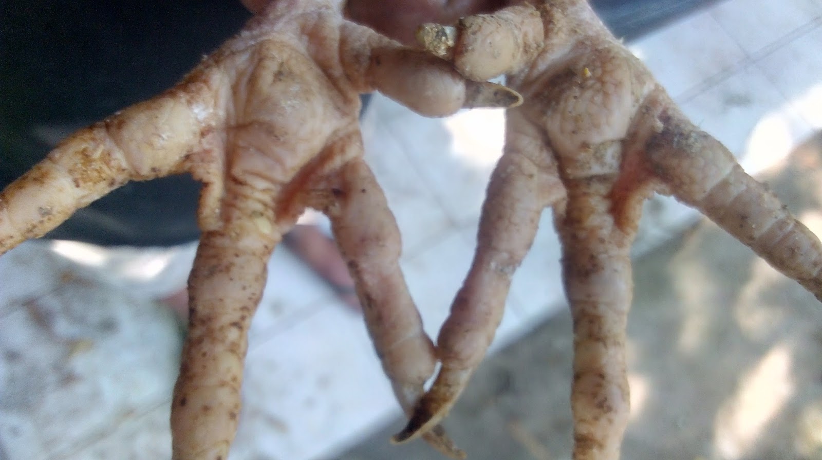 Jual Ayam BK (bankok) di Kedungrejo Lumajang Apa