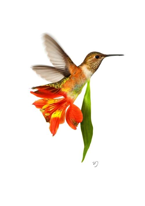 08-Humming-Bird-Flower-Sarah-DeRemer-You-Are-what-You-Eat-Photo-Manipulation-www-designstack-co