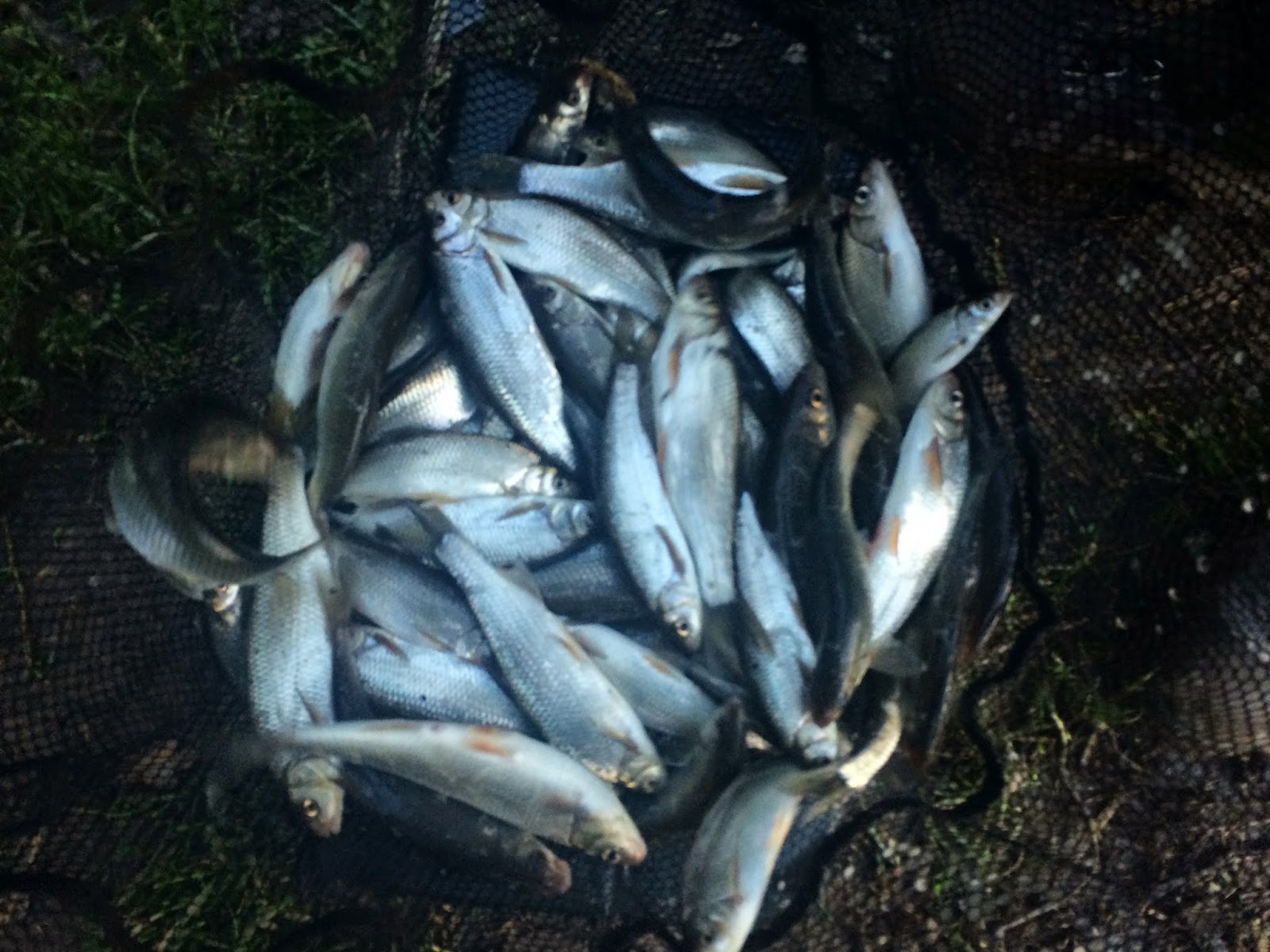 Danny's Angling Blog Good To Be Home Stick Float Fishing For Dace