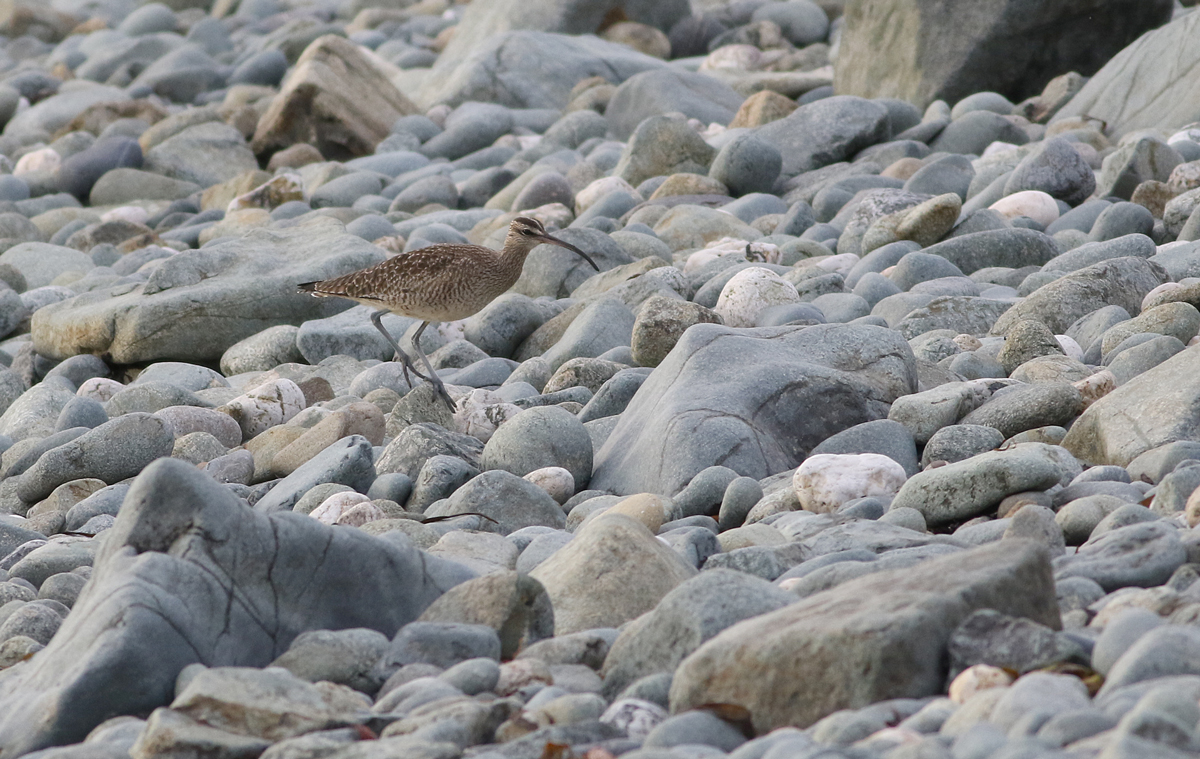 Cream Tea Birding East meets West in Penzance