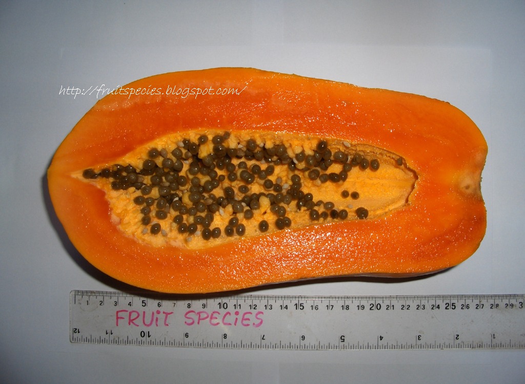 Fruit Species PAPAYA
