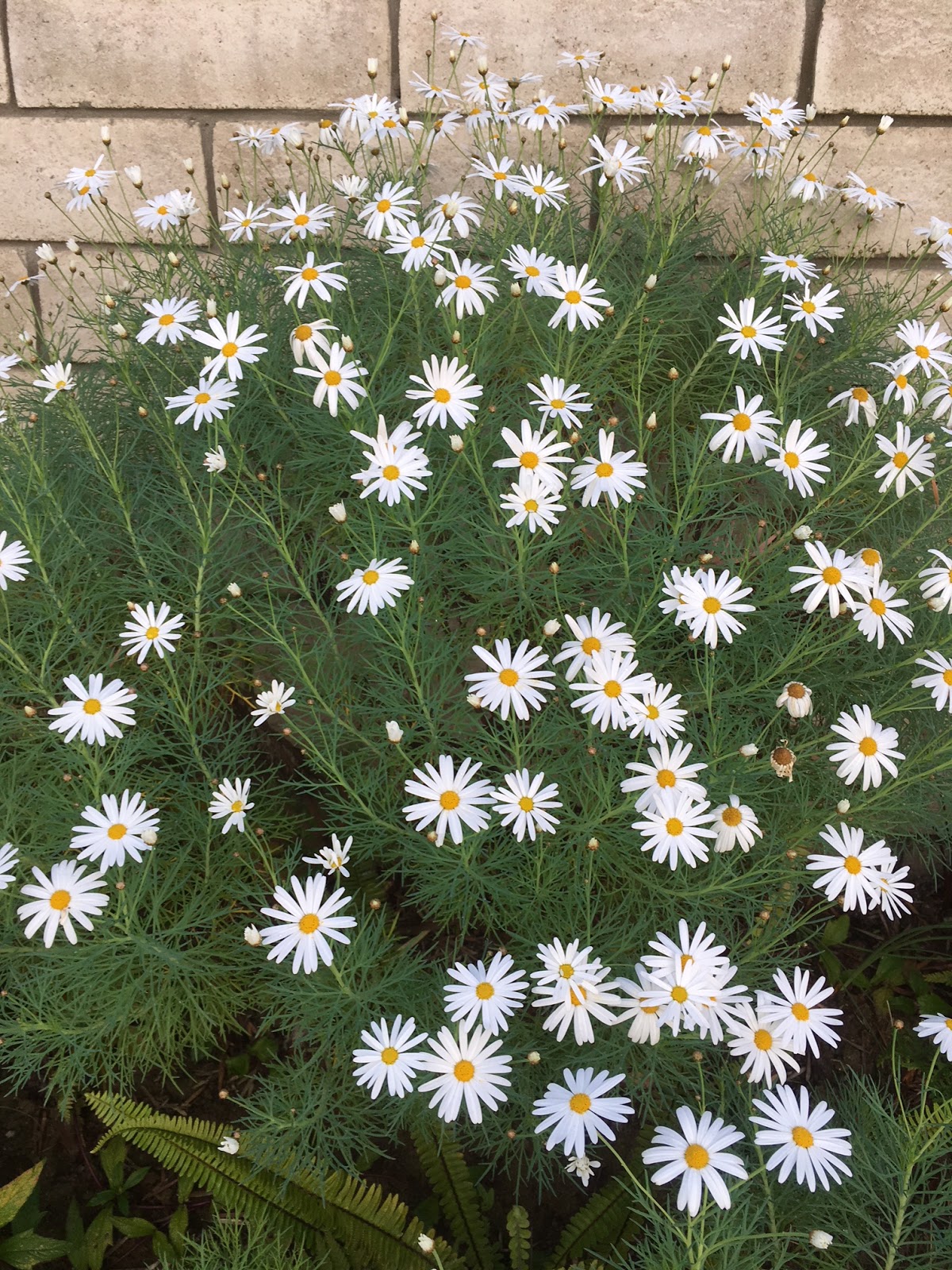 Marguerite Daisy