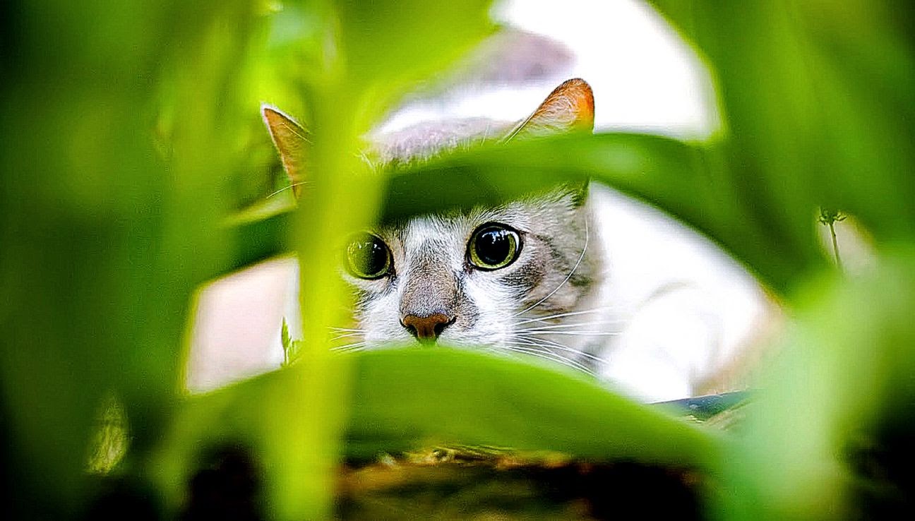 HD Wallpapers 1080p Top HD Wallpapers