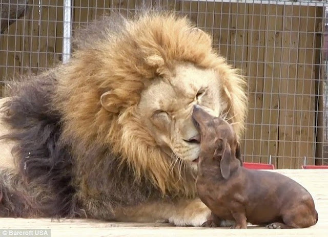 La increible amistad entre un leon y un perro