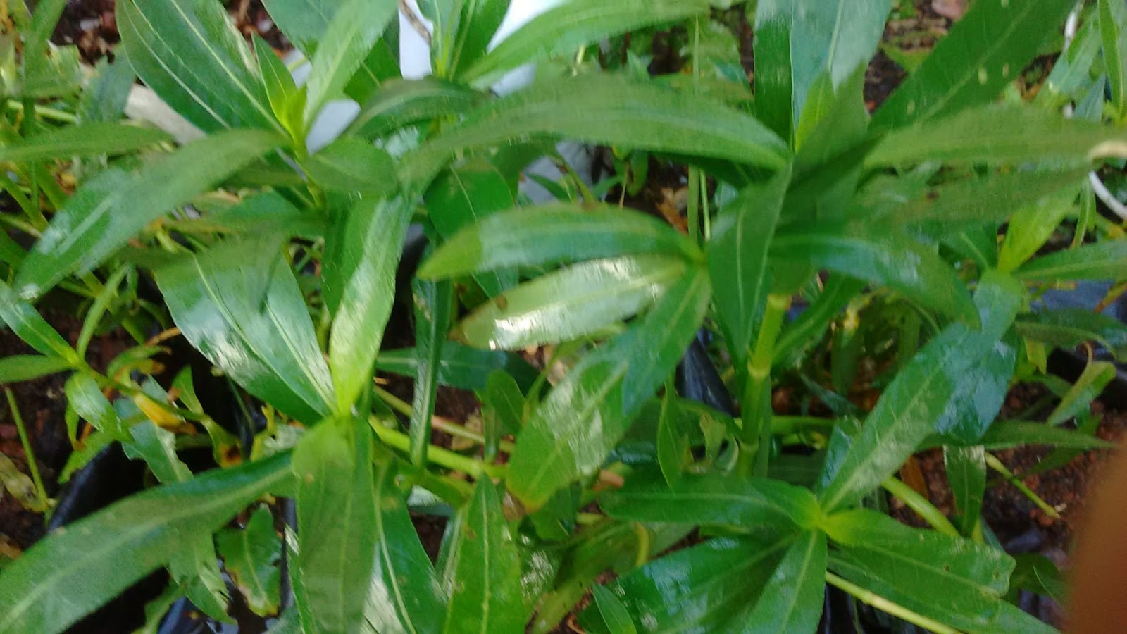 Keralaponics: Water Spinach (വയൽച്ചീര)