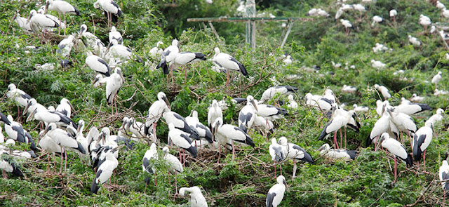 Image result for vettangudi bird sanctuary