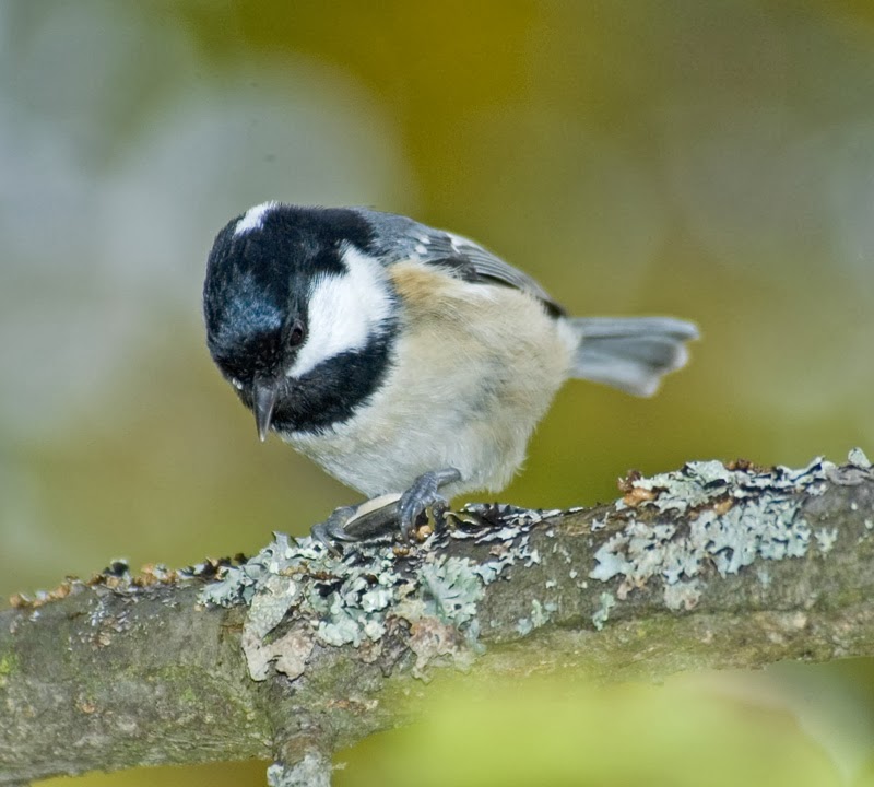 маленькая синичка лазоревка. маленькие синички. буроголовая гаичка пухляк. маленьких синичек. маленькая синичка с розоватой.
