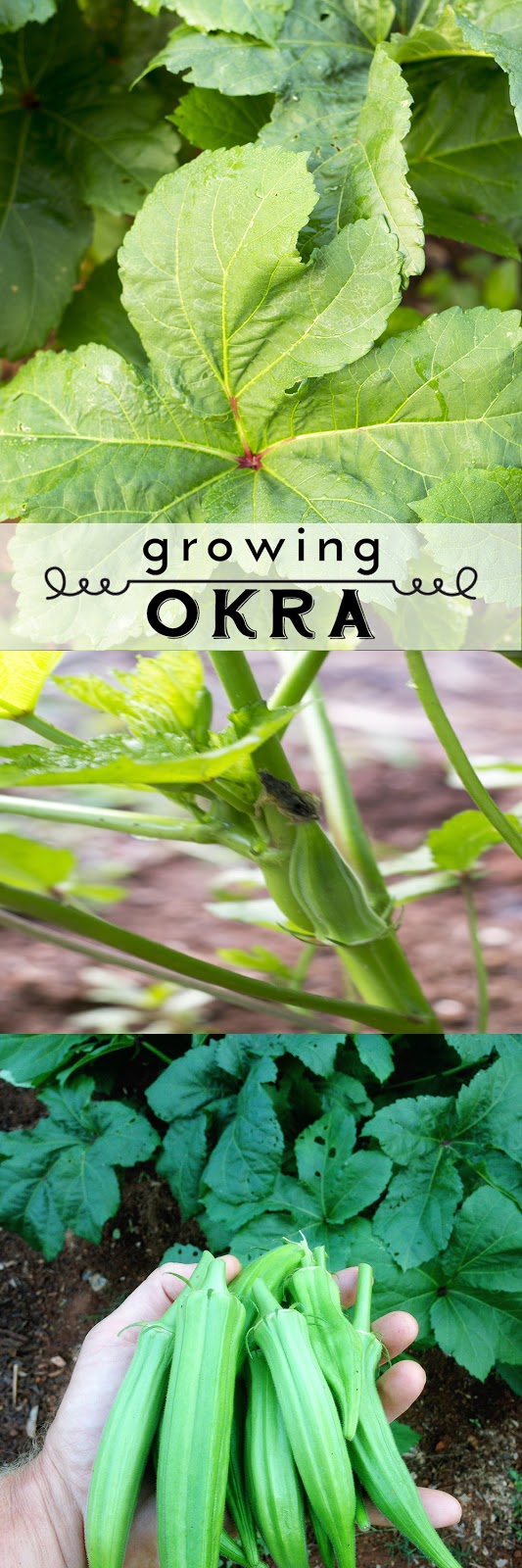 Learn How to Grow Okra Pinterest Gardening