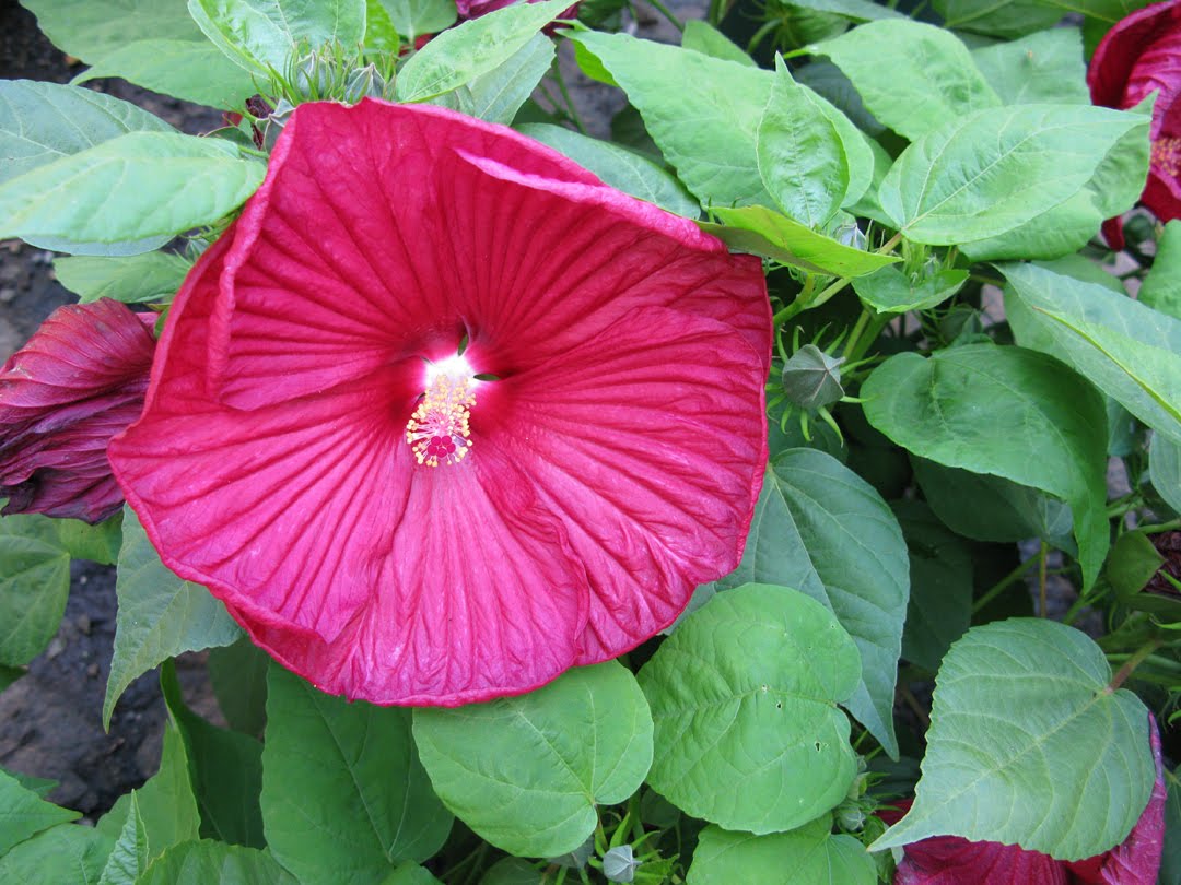 Victoria Gardens September Blooms Hardy Hibiscus