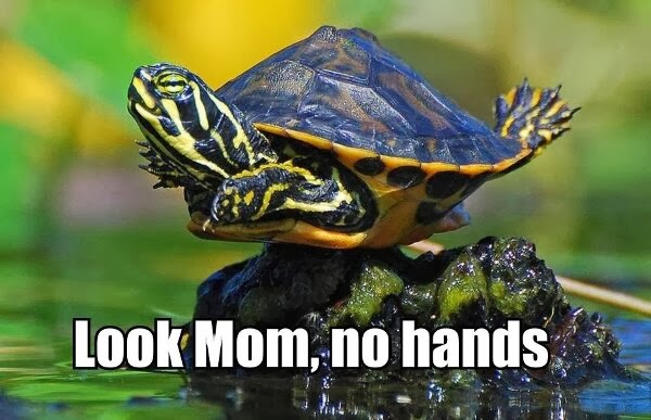 30 Funny animal captions - part 19 (30 pics), turtle caption pic, look mom no hands