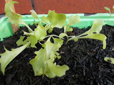 Lettuce seedlings Growing your own The 80 Minute Allotment September