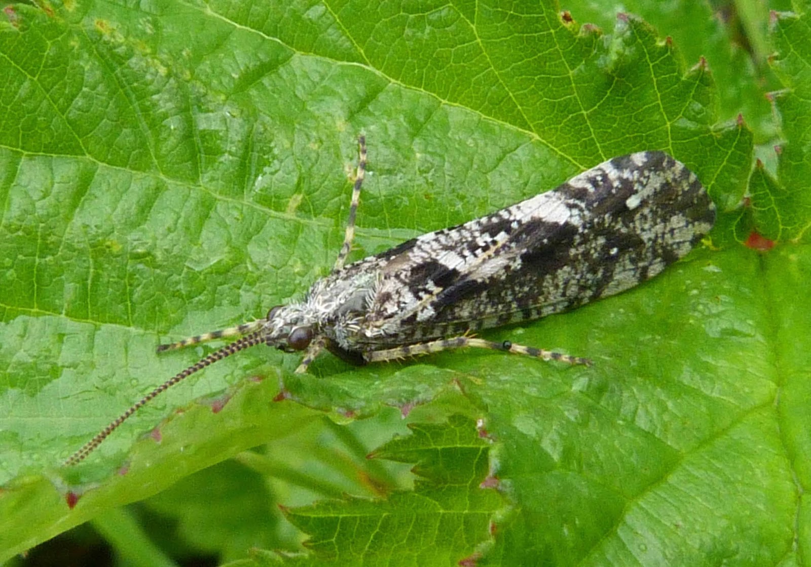 Caddisfly Scientific Name
