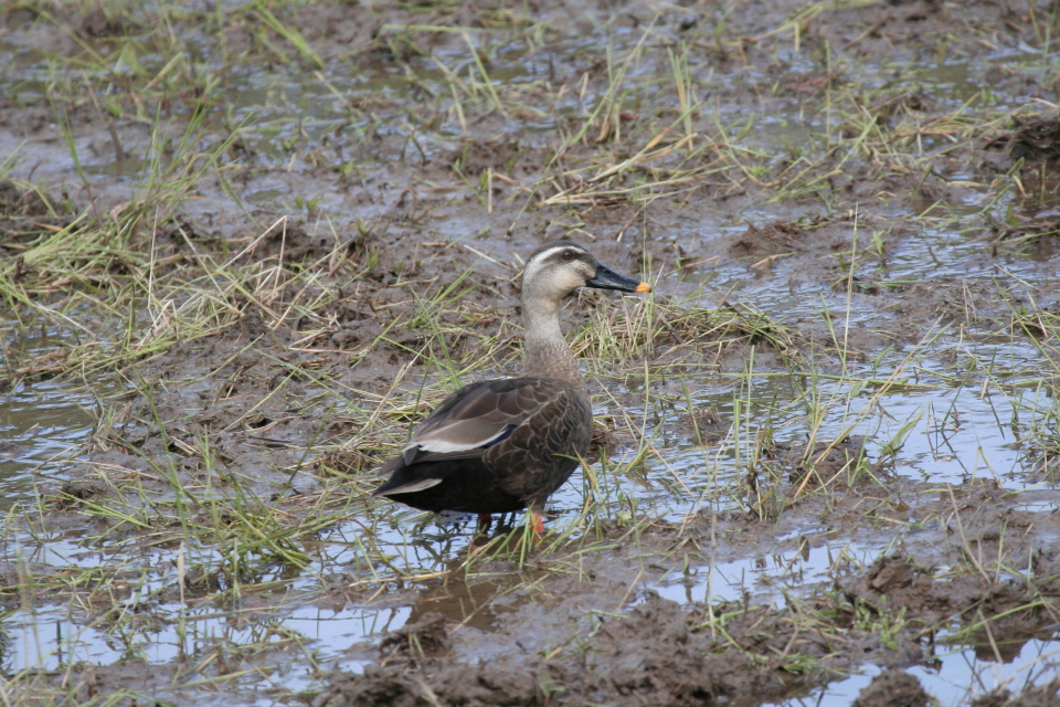 伊豆白浜オリーブ園 田んぼにカルガモ