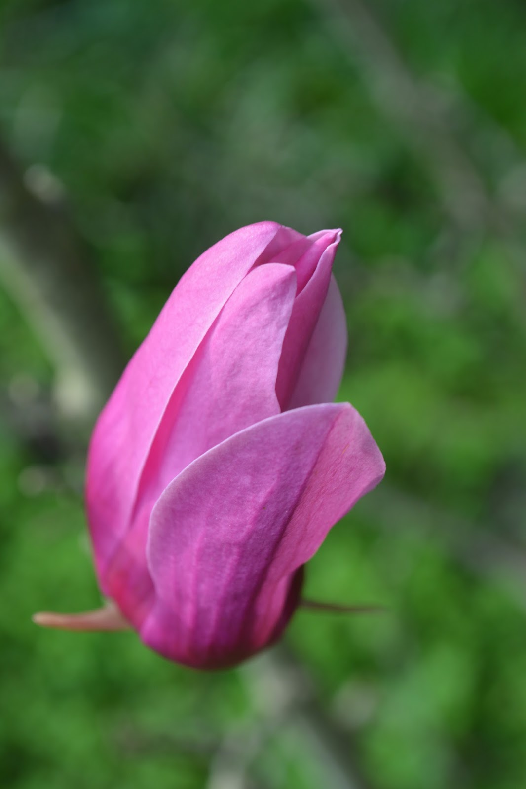 Magnolia púrpura. Flor tonos rosas, arbusto proterante. Magnolia liliiflora.