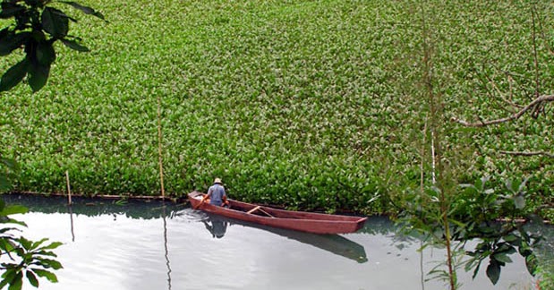 Pengertian Biotik Dan Abiotik Beserta Contohnya - Mosaicone