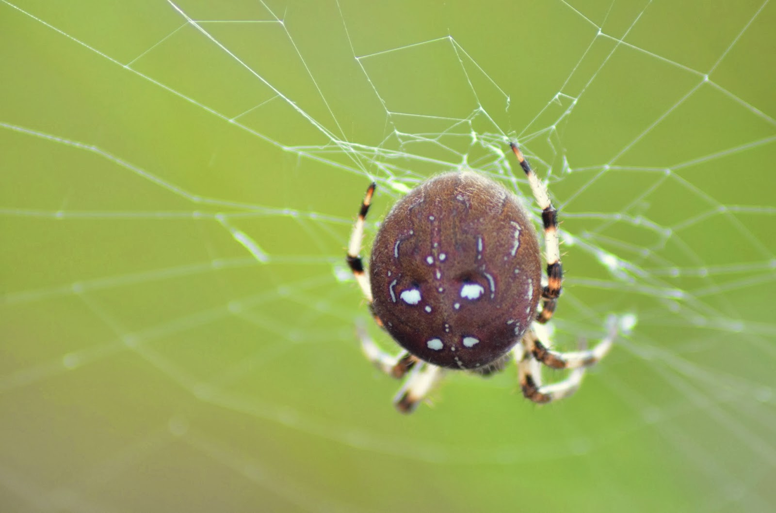 Always look on the wild side of life Caterpillars, Big Fat Spiders