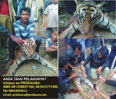 Kejam! Foto Pembunuhan Harimau Sumatra Tuai Kecaman