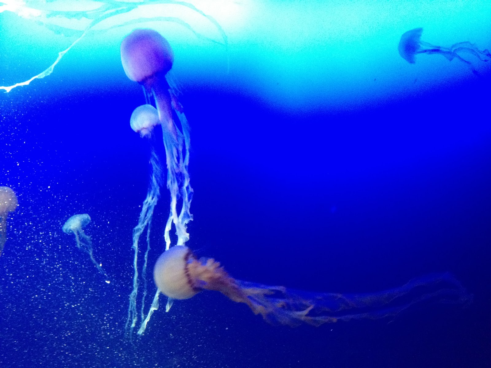 Fish Tank Backgrounds Printable HD Desktop Wallpapers