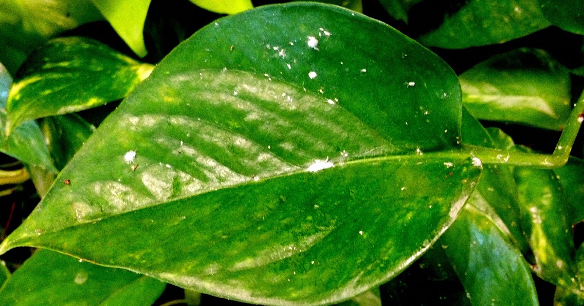 Holy Pothos Battling Fungus And Disease Powdery Mildew what-do-i-do-about-powdery-mildew-in-my-garden-n-c-cooperative