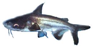 Bulumanis tersenyum: Tambak tradisional, aneka hasil dan pekerjaannya