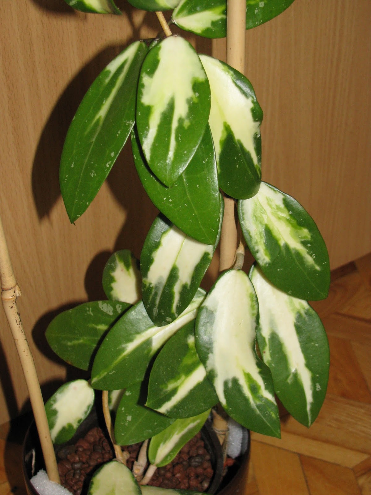 zielona przysta u0144 lulu         hoya parasitica variegata