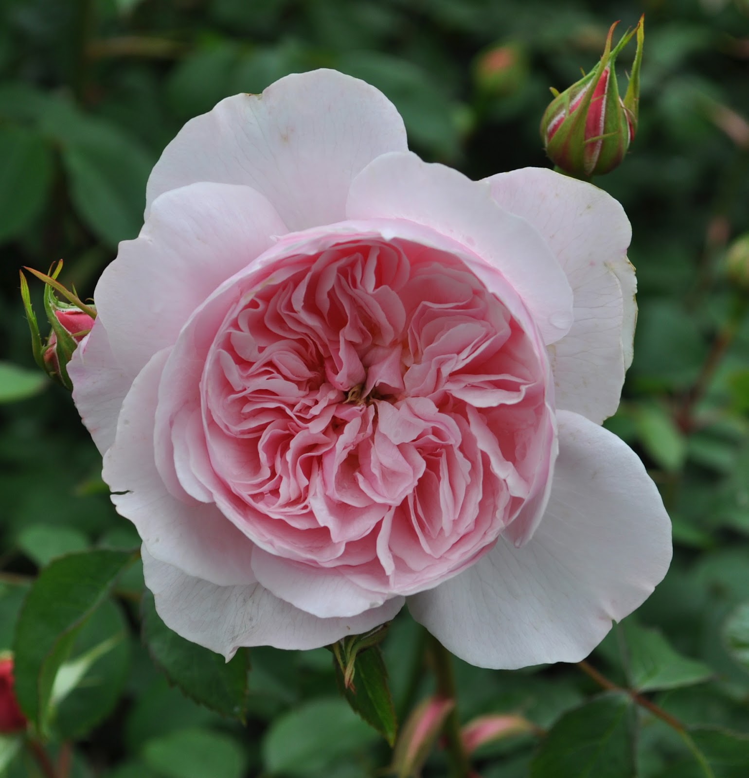 Miss P Productions! Flowers in England