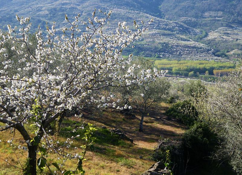The Jerte Valley, in Extremadura, one of Spain's most famous valleys. Celebrates the flowering of the cherry trees every year, with two different events of colors. First its only happens for a couple of weeks a year, usually at the end of March and beginning of April, when the cherry trees blossom and coat the valley in white, depending on weather conditions.