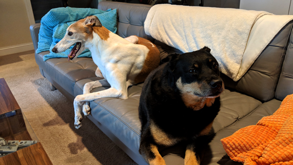 image of Dudley the Greyhound and Zelda the Black and Tan Mutt hanging out on the couch together