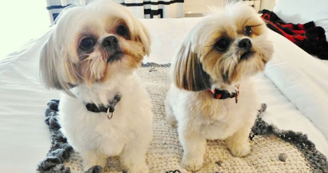 4 dicas para ajudar na limpeza dos dentes do shih tzu