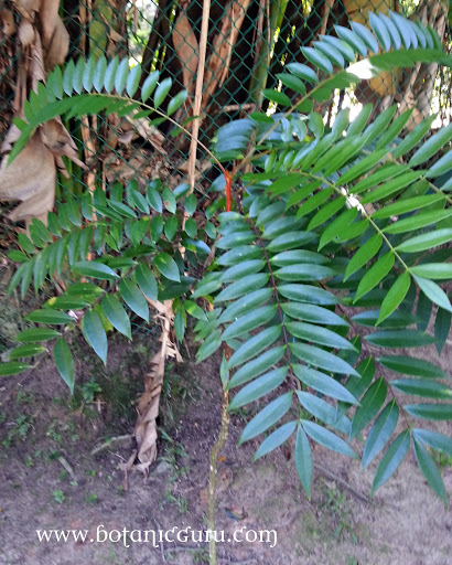 Eurycoma longifolia