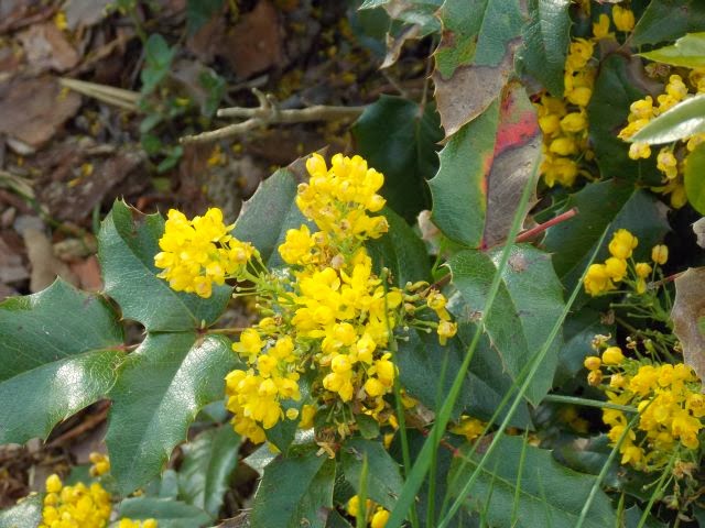 Mahonie W Zimozielonym Ogrodzie Zimozielony Ogrod