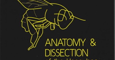 ANATOMY & DISSECTION OF THE HONEYBEE