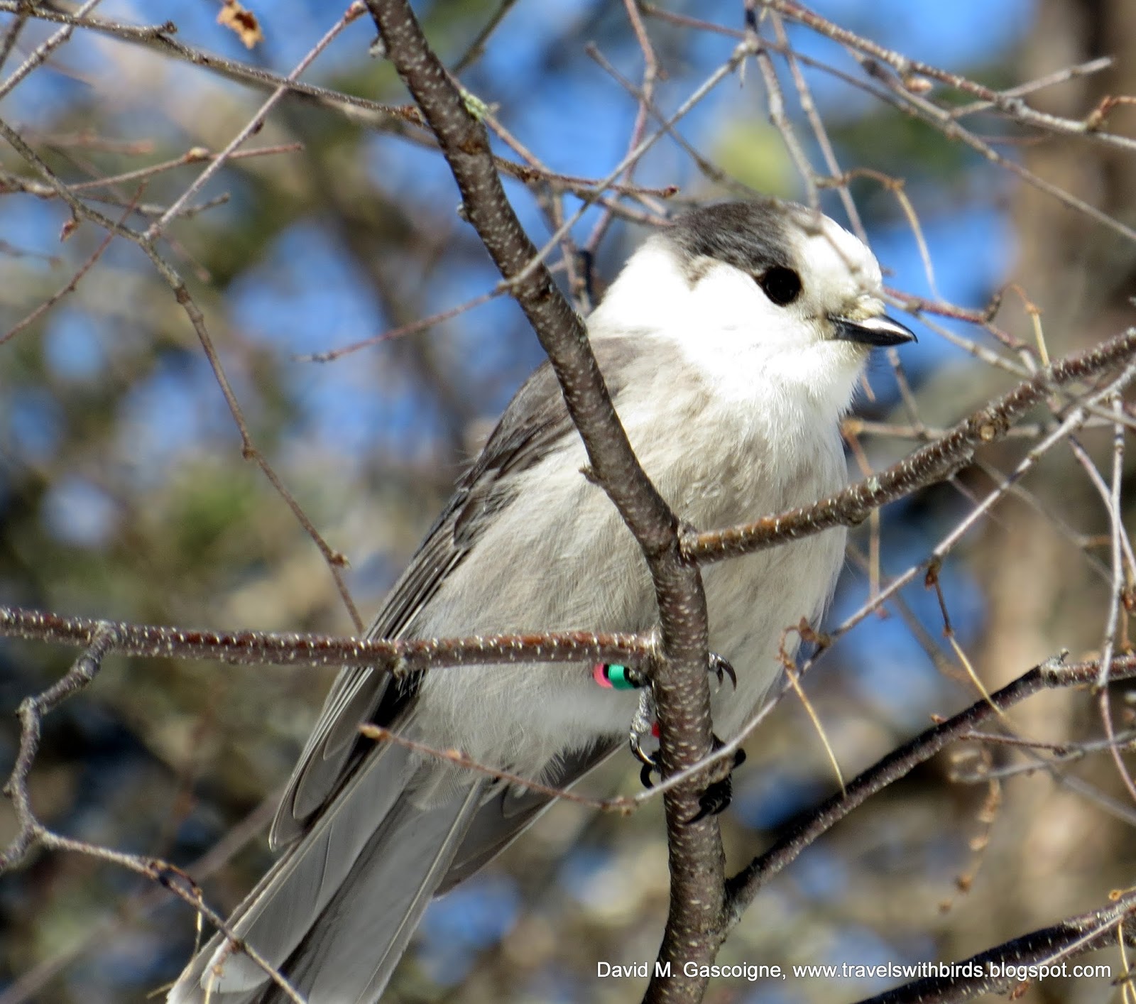 Grey Jay (Mésangeai du Canada) in Algonquin Provincial Park - Travels ...