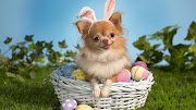 Funny Easter Bunny. >> Download << (funny easter bunny)