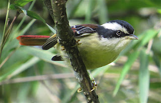 Red-tailed Minla