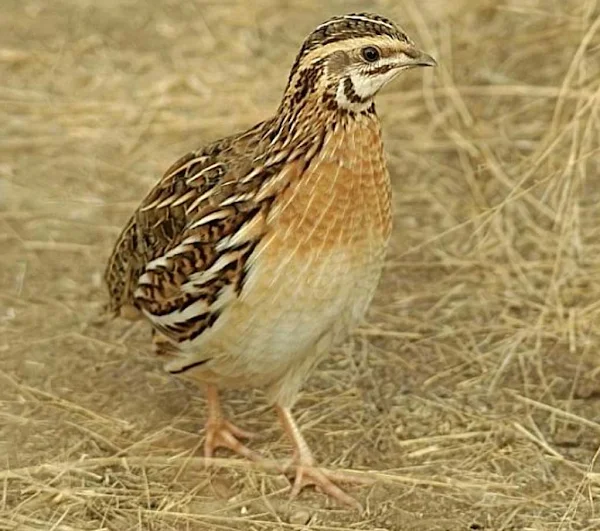 Quail Farming quail farming, quails, quail farming business, commercial quail farming, commercial quail farming business, what is quail farming, quail picture, profitable quail farming, quail farming business plan
