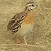 Quail Farming Business Plan