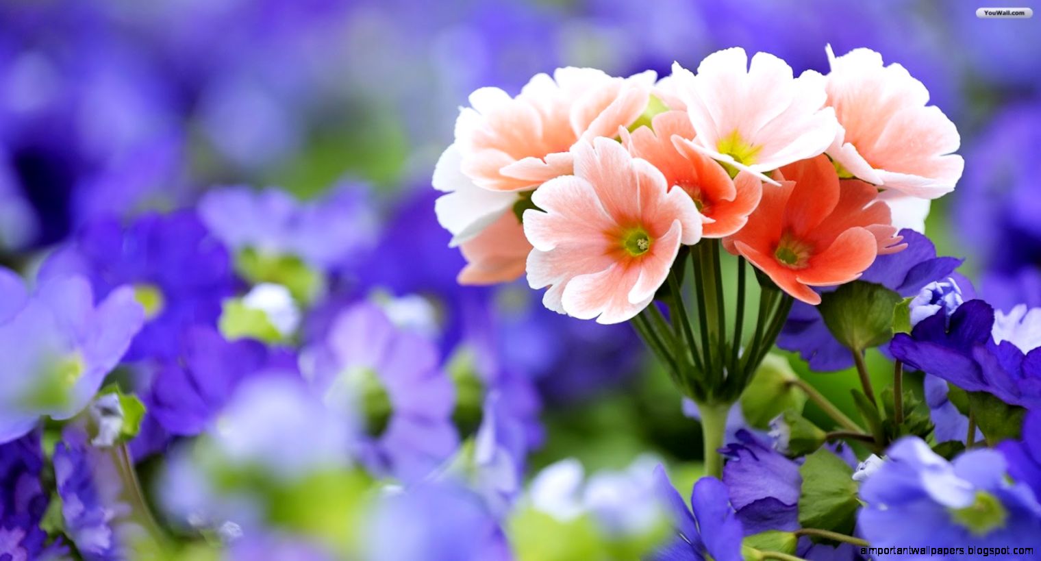DesktopBeautifulFlowersHD