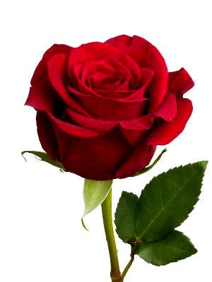 gambar bunga mawar 84