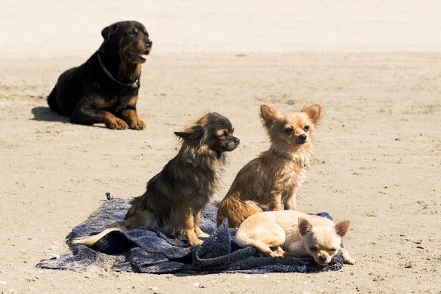 A rottie and three chihuahuas on the beach in summer