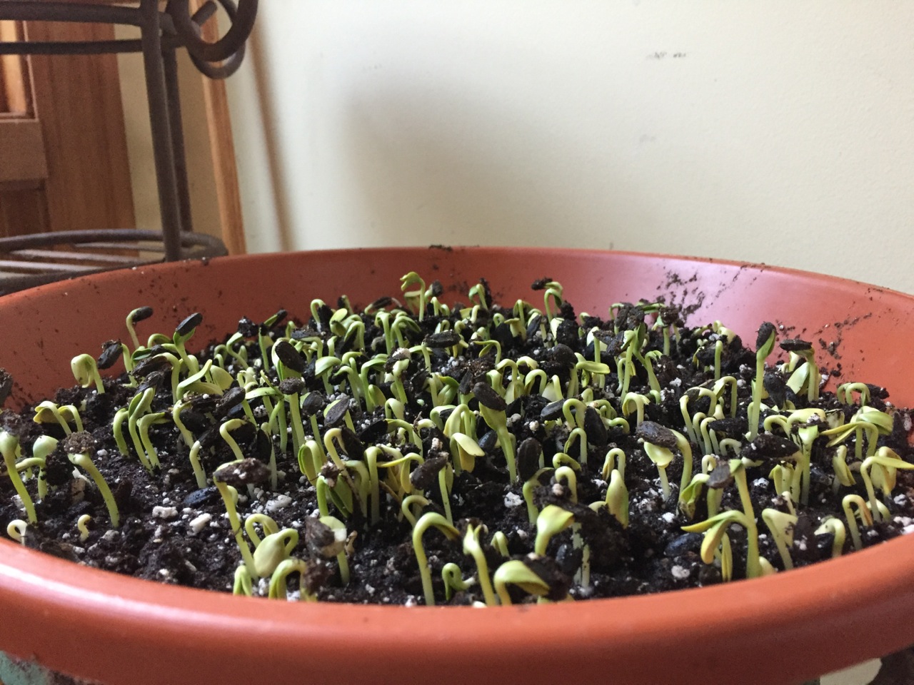 Julie Zickefoose on Blogspot: How to Grow Sunflower Sprouts: Easy, Fun ...