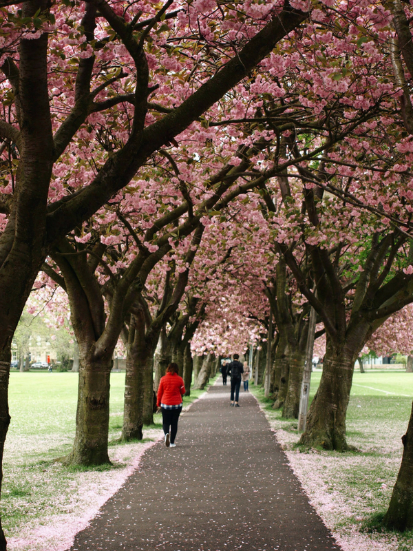 The Magical Cherry Blossom Season in Edinburgh! — exploring edinburgh
