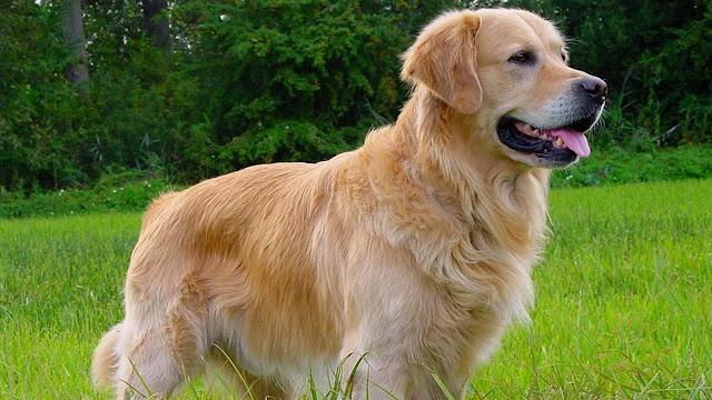 3_golden_retriever_most_beautiful_dog_breeds_in_the_world_2017_2018