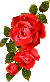 Gambar bunga mawar merah