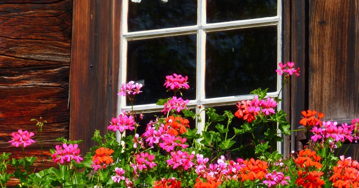 Gardenology: Flower Decorations Garden