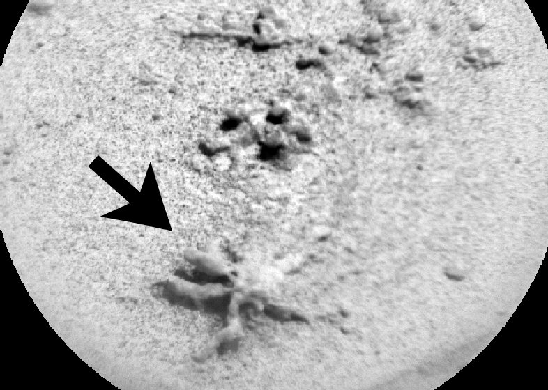 Star Fish Fossil Found On Mars?