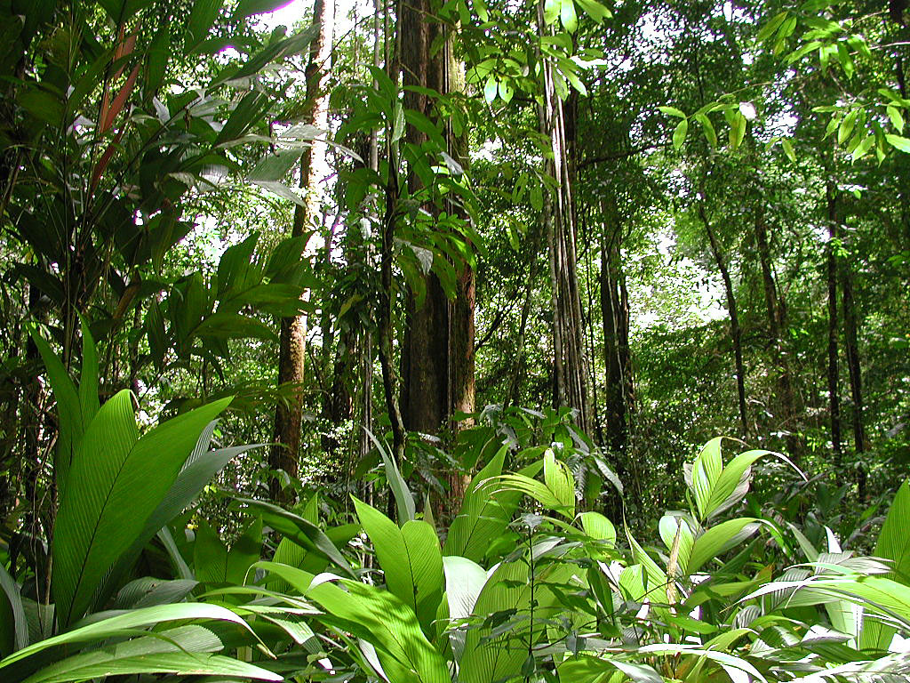 Many Means Amazon Rainforest "Lungs of our