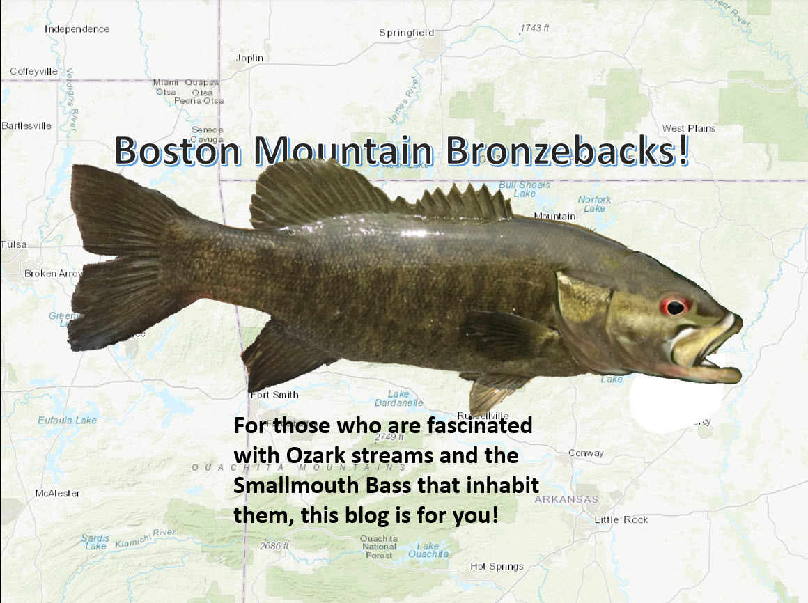 Boston Mountain Bronzebacks!