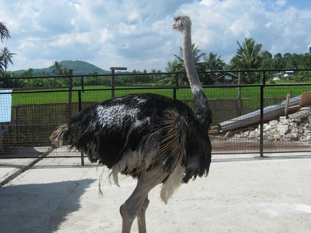 ostrich bohol zoo